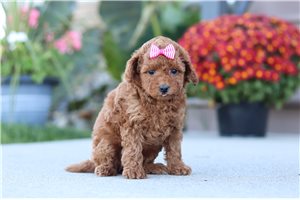 Nermal - Miniature Poodle for sale