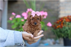Nermal - Miniature Poodle for sale