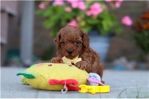 Isaac - Miniature Poodle for sale