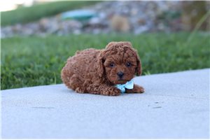 Isaac - Miniature Poodle for sale