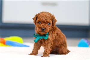 Fernando - Poodle, Toy for sale