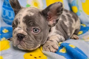 Bruster - French Bulldog for sale