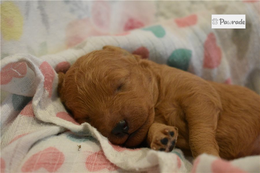 Wendi - Mini Goldendoodle for sale