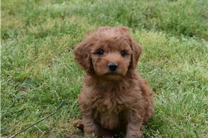 Ricardo - Mini Goldendoodle for sale