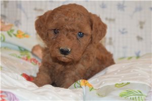 Kevin - Goldendoodle, Mini for sale