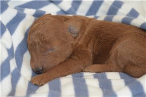 Kevin - Goldendoodle, Mini for sale