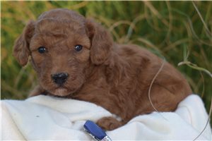 Kole - puppy for sale