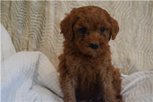 Kevin - Mini Goldendoodle for sale