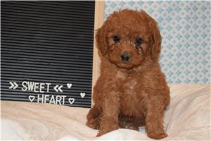 Knox - Mini Goldendoodle for sale