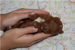 Walter - Mini Goldendoodle for sale