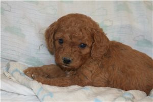 Knox - Goldendoodle, Mini for sale