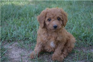 Knox - Goldendoodle, Mini for sale