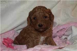 Jessica - Goldendoodle, Mini for sale