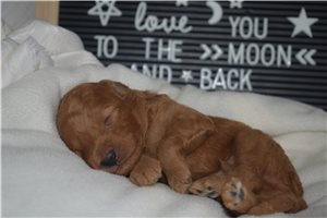 Ricardo - Goldendoodle, Mini for sale