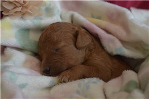 Jessica - Goldendoodle, Mini for sale