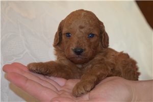 Karter - Goldendoodle, Mini for sale