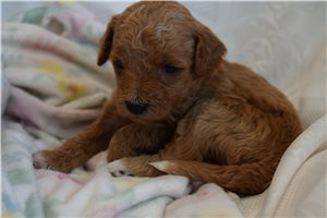 Rica - Goldendoodle, Mini for sale
