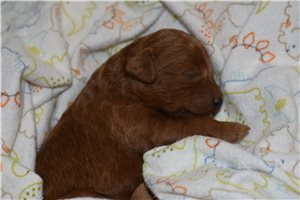 Warner - puppy for sale