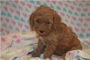Jessica - Goldendoodle, Mini for sale