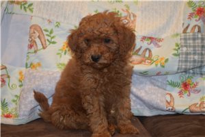Kevin - Goldendoodle, Mini for sale