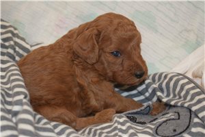 Kevin - Goldendoodle, Mini for sale