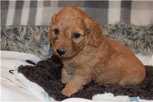 Jenkins - Goldendoodle, Mini for sale