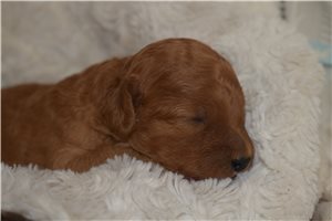 Jeremy - puppy for sale