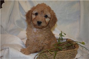 Jenkins - Goldendoodle, Mini for sale