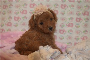 Jubilee - Goldendoodle, Mini for sale