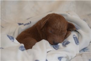 Knox - puppy for sale