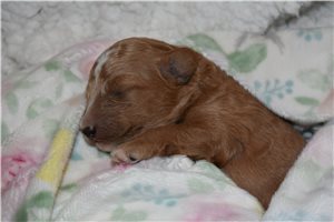 Winter - puppy for sale