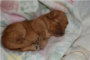 Julia - puppy for sale