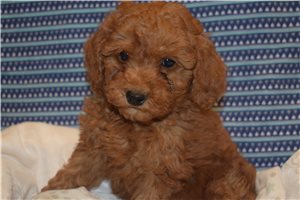Kevin - Goldendoodle, Mini for sale