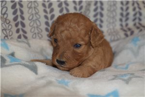 Jaxon - Goldendoodle, Mini for sale