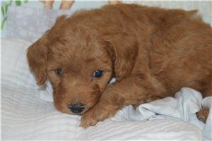 Ricardo - Mini Goldendoodle for sale
