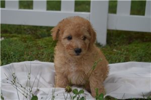 Jeremy - Goldendoodle, Mini for sale