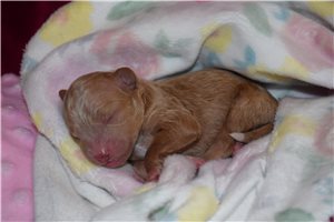 Rica - puppy for sale