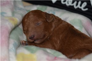 Jubilee - Goldendoodle, Mini for sale