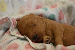 Wendi - Mini Goldendoodle for sale