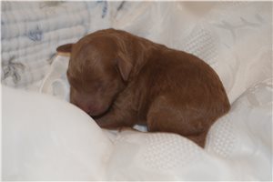 Ricardo - puppy for sale