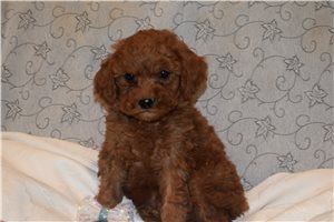 Kevin - Goldendoodle, Mini for sale
