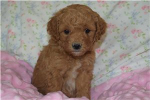 Rica - Goldendoodle, Mini for sale