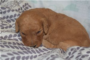 Jenkins - Goldendoodle, Mini for sale