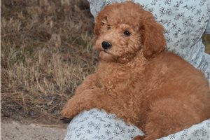 Keith - Goldendoodle, Mini for sale