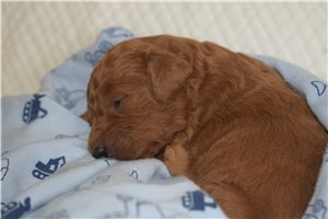 Ronny - Goldendoodle, Mini for sale