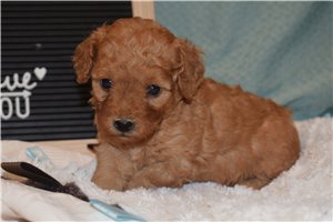 Jaxon - Goldendoodle, Mini for sale
