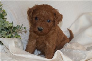 Ronny - Goldendoodle, Mini for sale