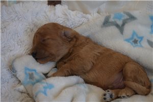 Jenkins - Goldendoodle, Mini for sale