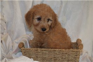 Jenkins - Goldendoodle, Mini for sale