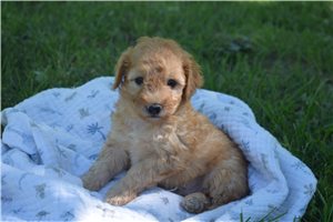 Jeremy - Goldendoodle, Mini for sale
